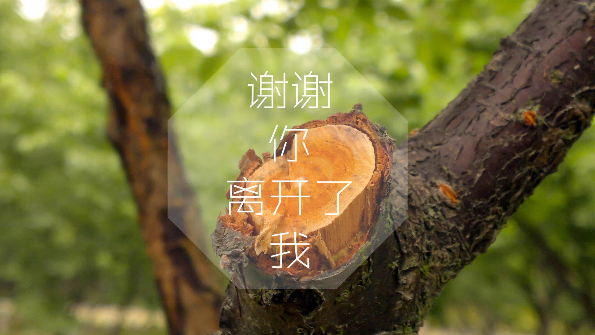 德甲俱乐部青训成果丰硕，德甲青训体系