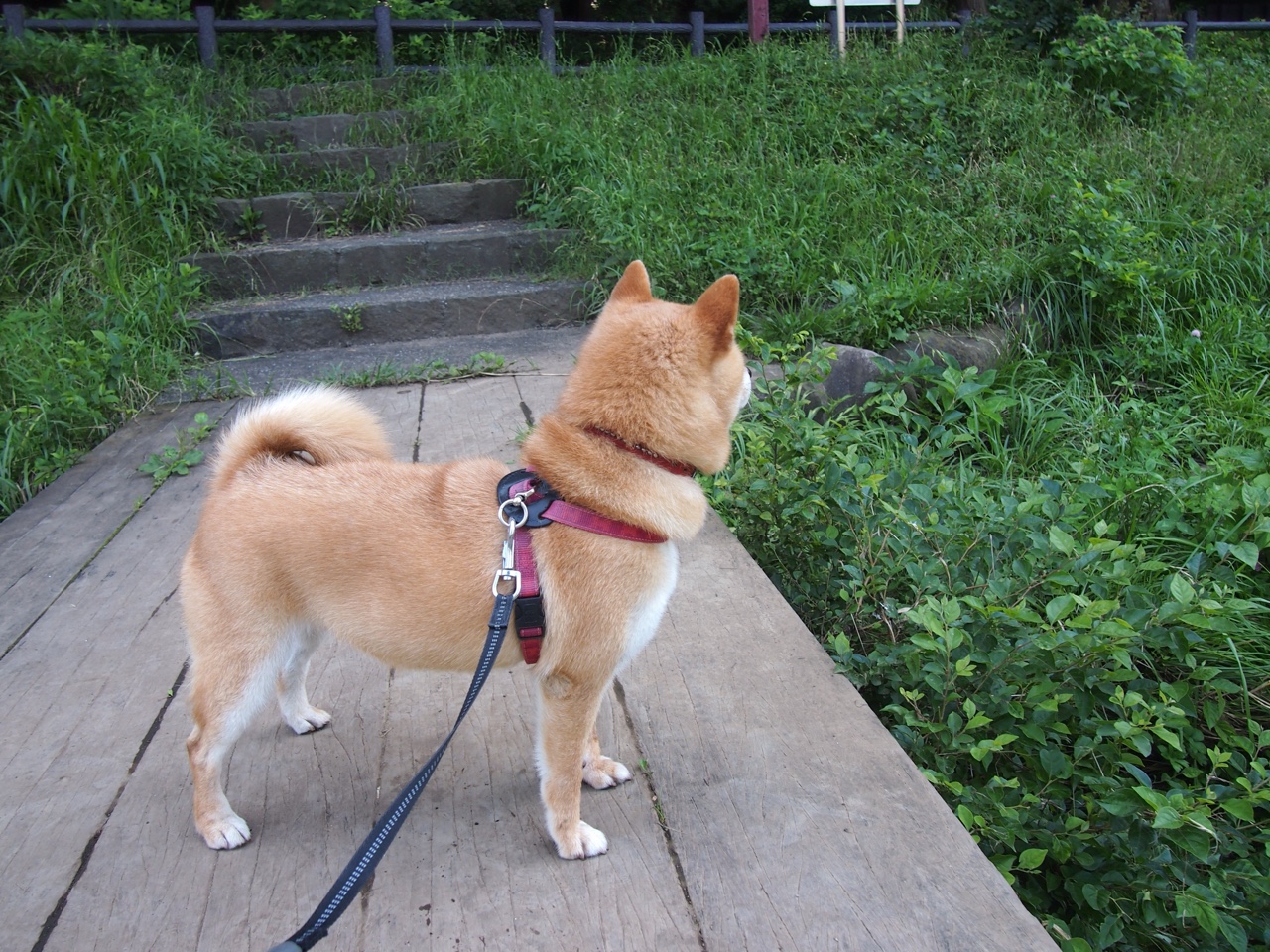 跆拳道世锦赛，力量与技巧的完美较量，跆拳道世锦赛裁判回应