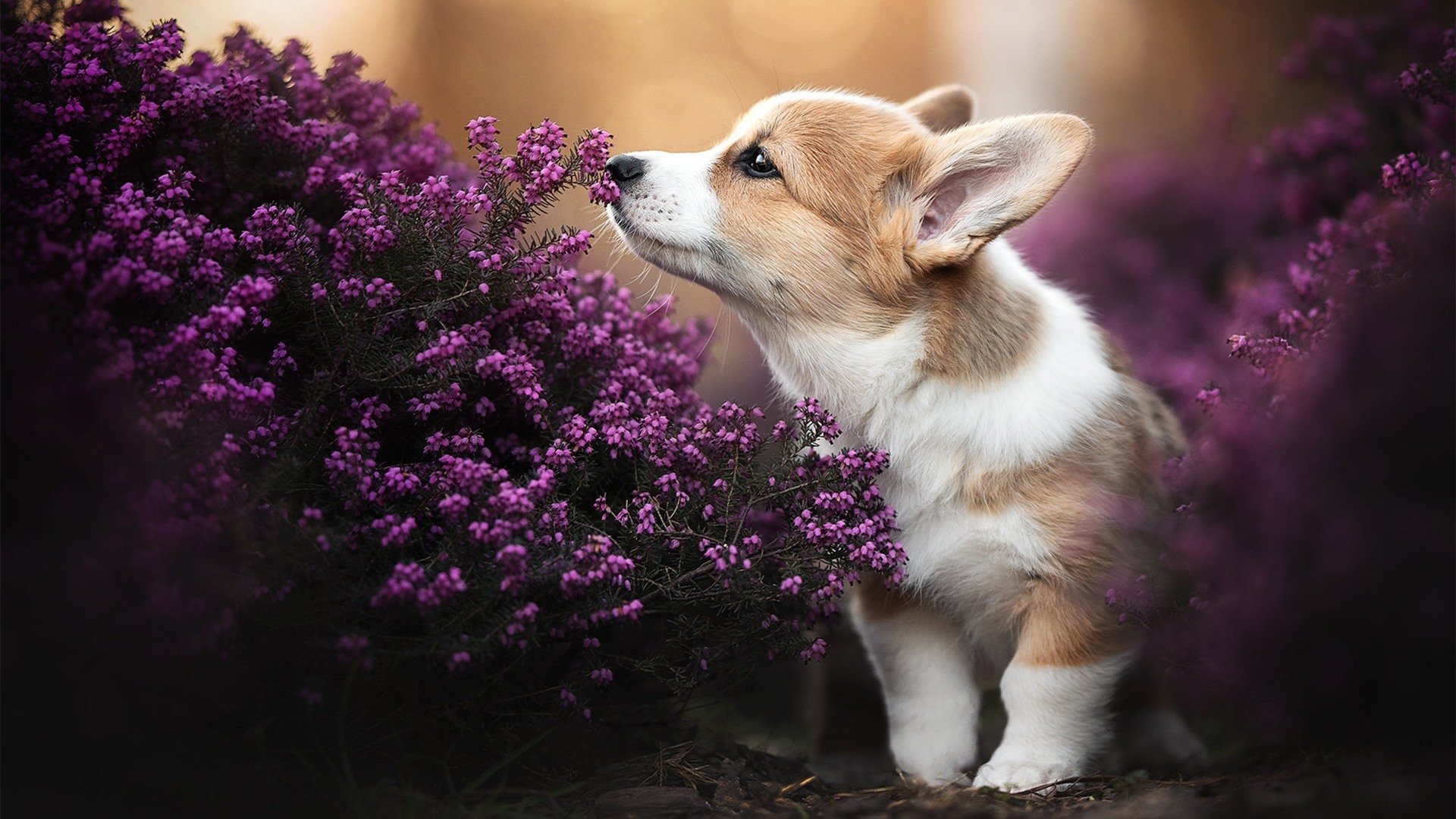 阿贾克斯惊险晋级，欧洲足坛瞬间沸腾，阿贾克斯几座欧冠