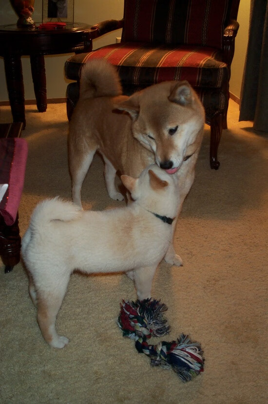 九游娱乐APP-青训“装备+平台”双轮驱动，行业科技创新持续提速，青训模式