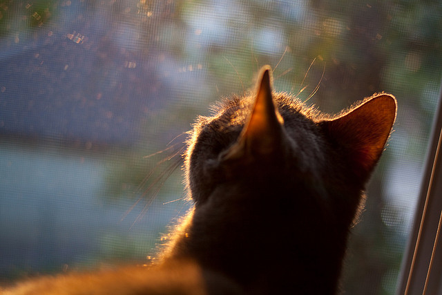 高校电竞联盟正式成立，推动校园电竞发展，高校电竞联赛