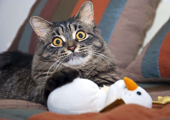 上海上港将迎来重要一战，全队士气高昂，上海上港赛程时间表