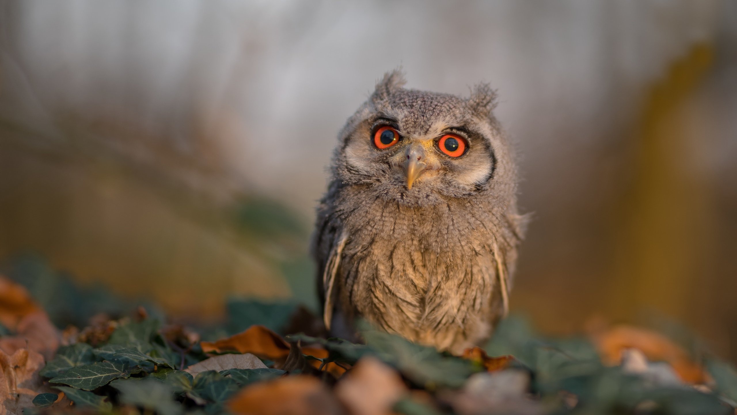 世界田联钻石联赛上海站落幕，世界田联钻石联赛上海站落幕了吗
