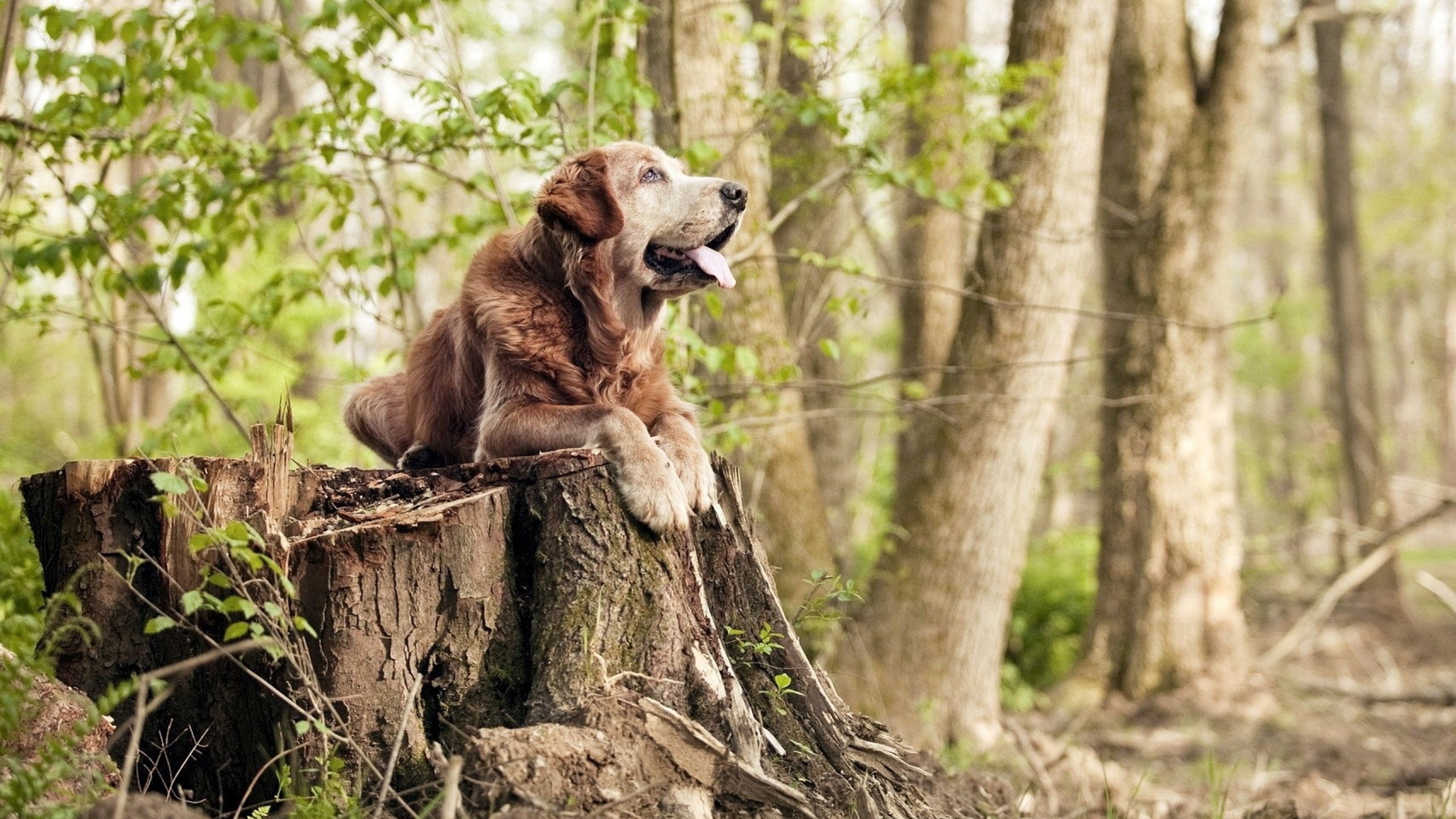 九游网页版官网-巴黎主帅战术调整有效，球队击败对手，巴黎fc主帅