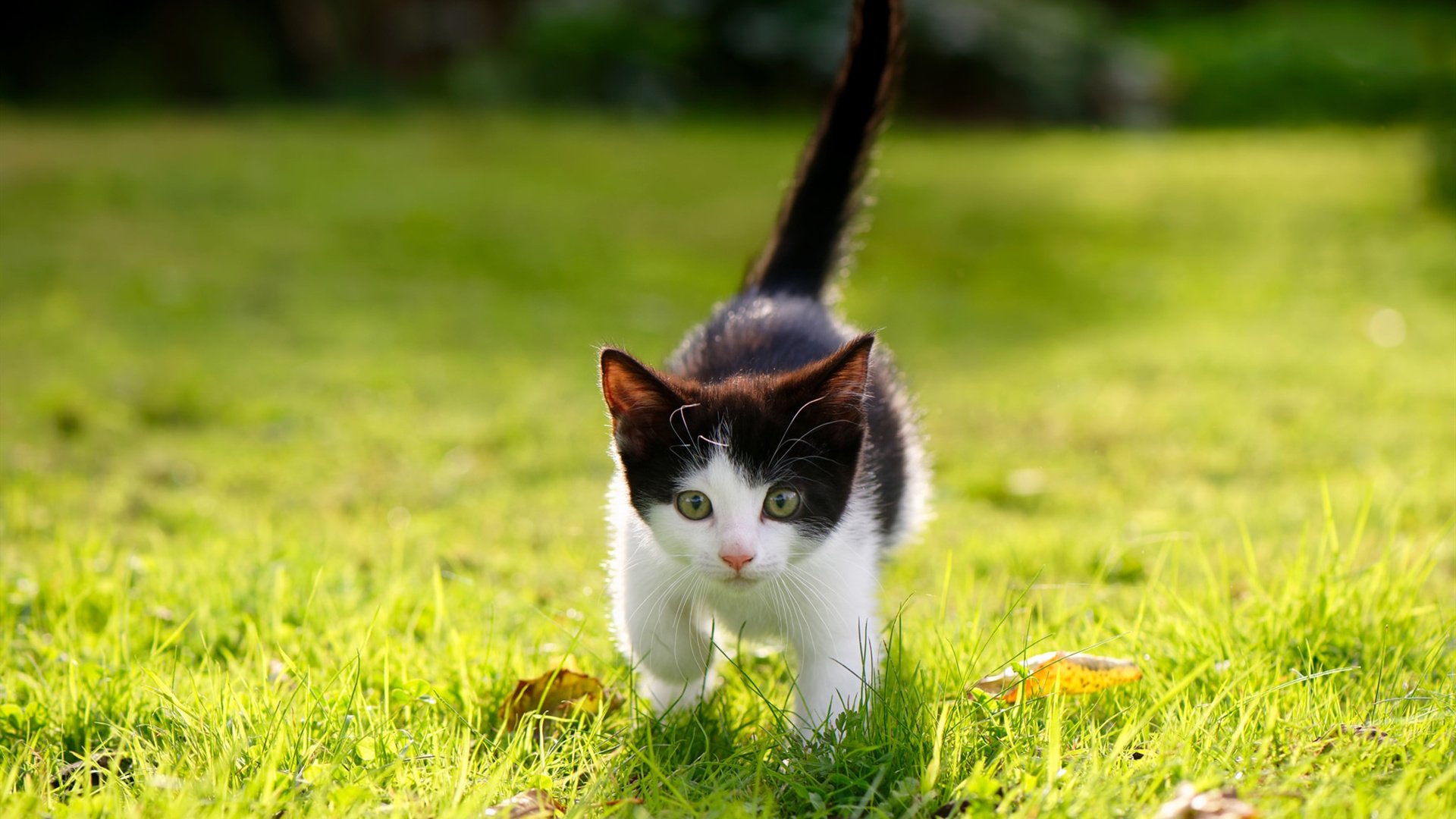 巴黎主帅战术调整有效,球队击败对手,巴黎fc主帅