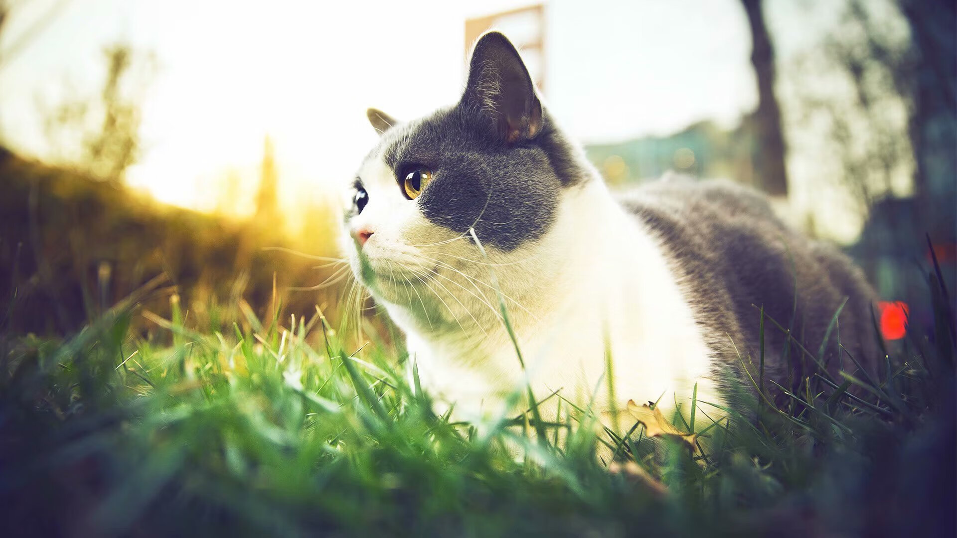 日本男足奥运征程精彩纷呈!,日本男足奥运会争冠