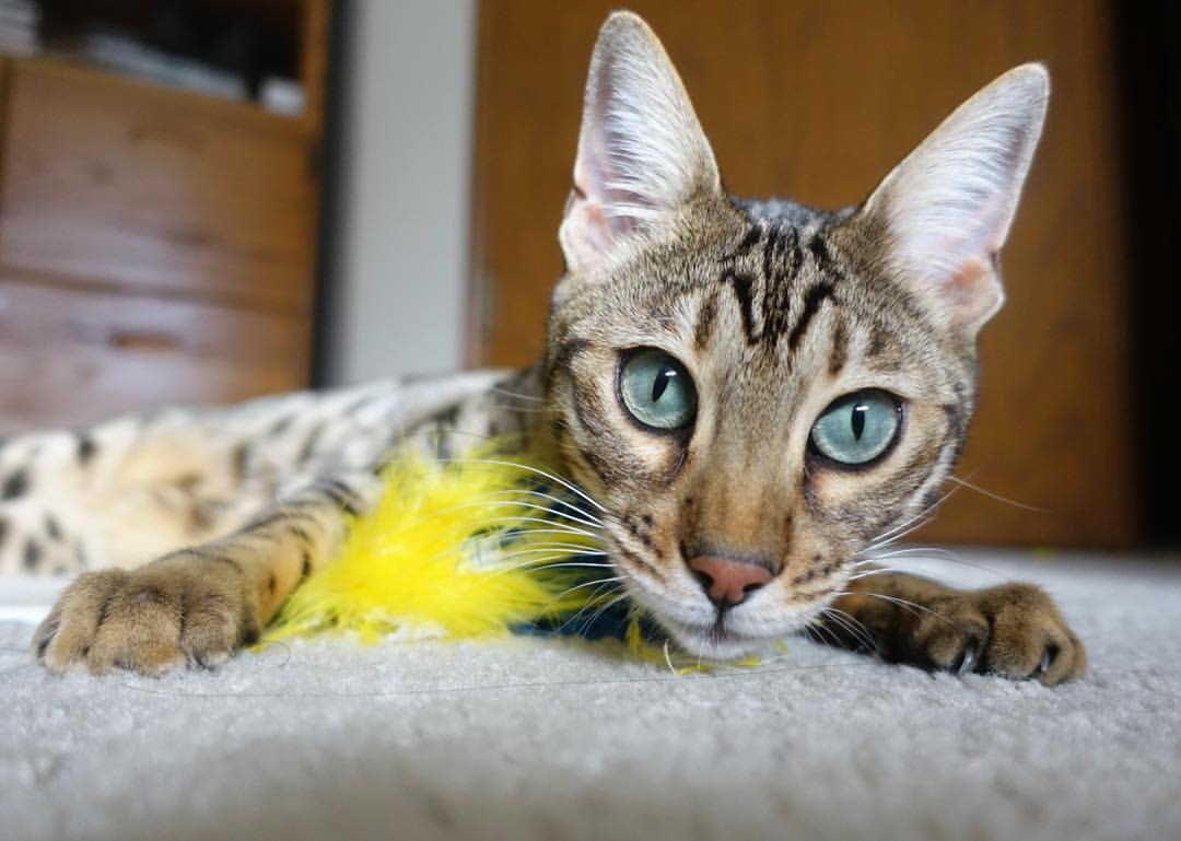 独立队中场组织能力提升,独立综队