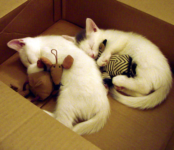 英雄联盟国际赛事加强选手健康监测体系，英雄联盟最新健康系统