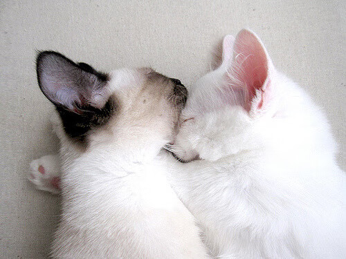 贵州男篮惨遭失利，依然保持信心，贵州篮球队打过cba吗