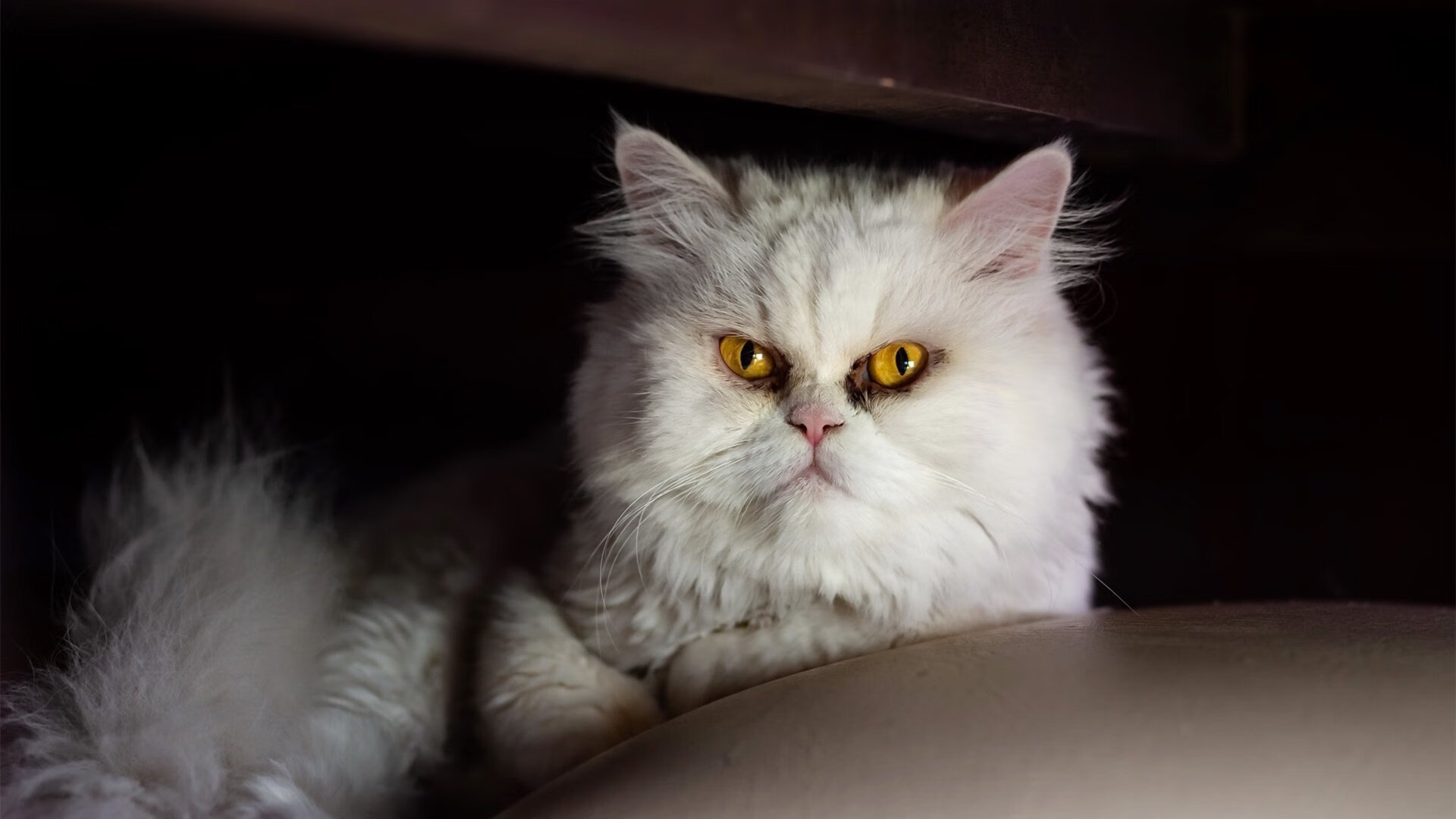 逆转游泳选手勇夺金牌,逆转游泳选手勇夺金牌视频