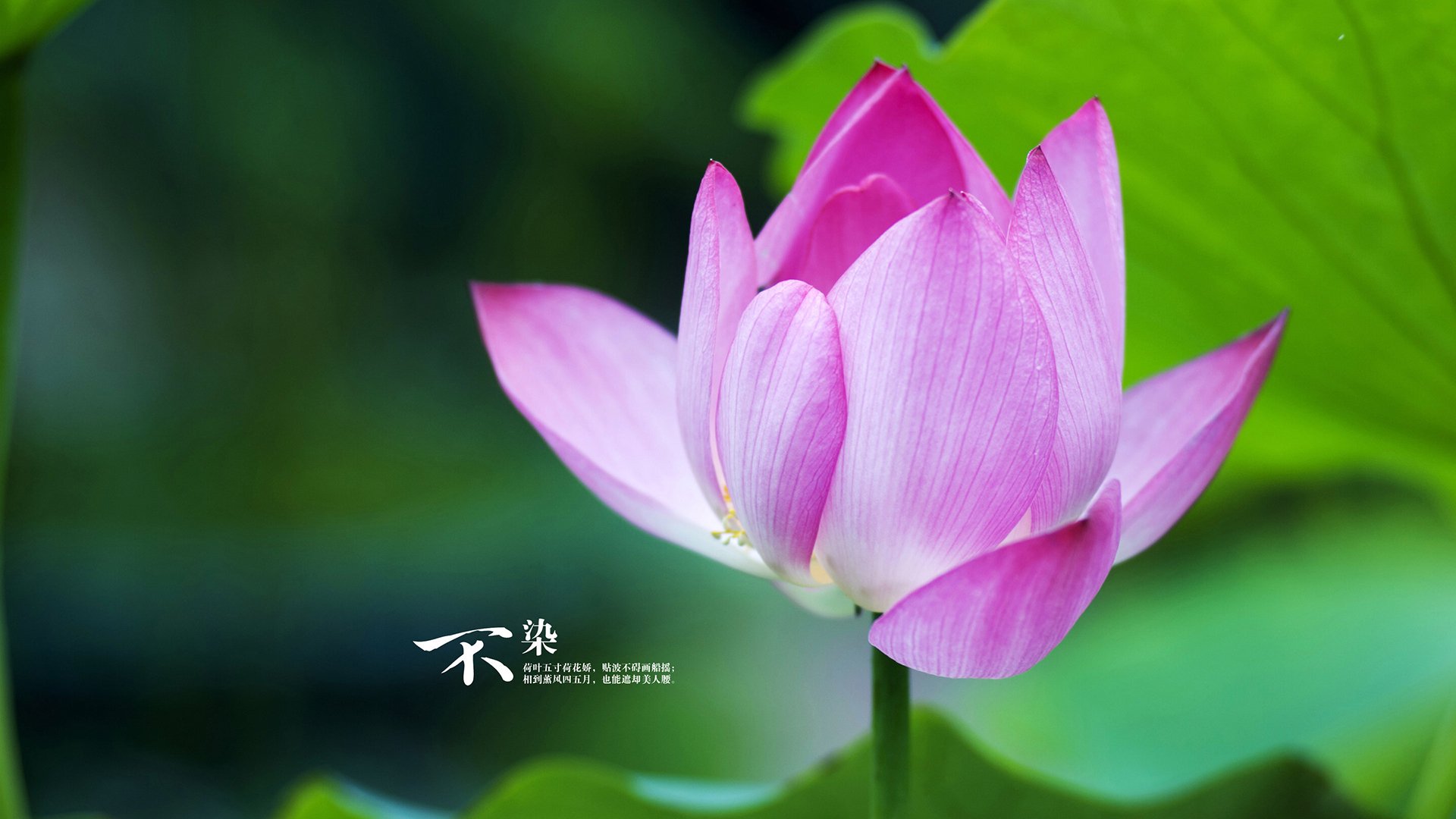 辜梓豪在“农心杯”世界围棋团体锦标赛中表现突出