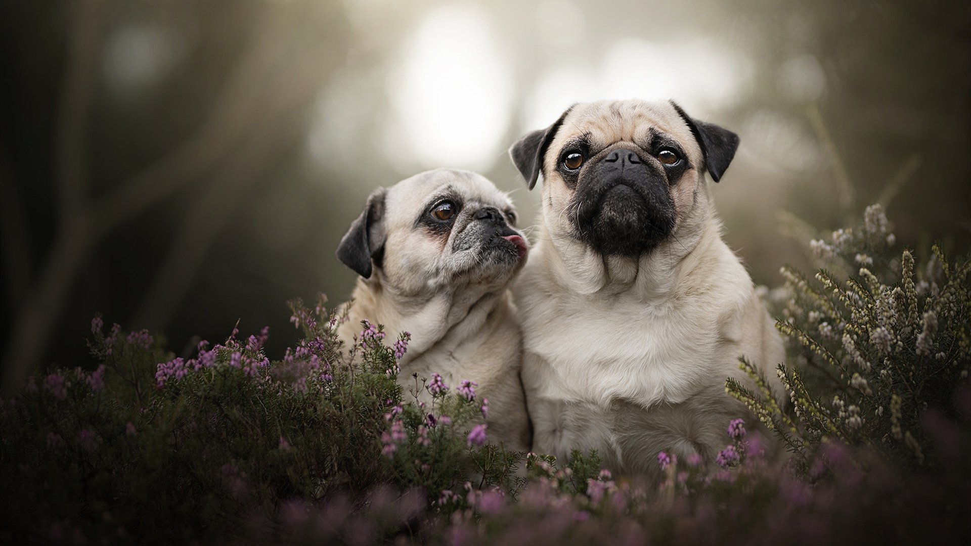 马德里竞技队主场迎战巴塞罗那队,备战西甲,11月22日 足球 马德里竞技vs巴塞罗那 全场集锦