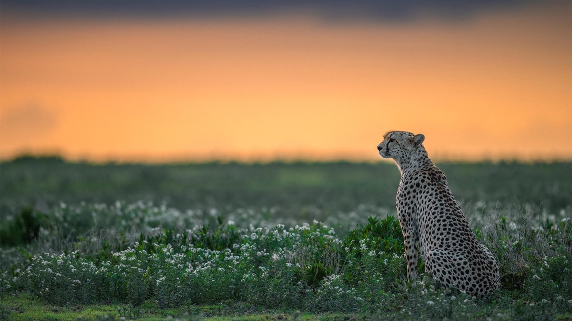 体育赛事转播版权争议案例及法律应对分析,体育赛事转播版权争议案例及法律应对分析论文
