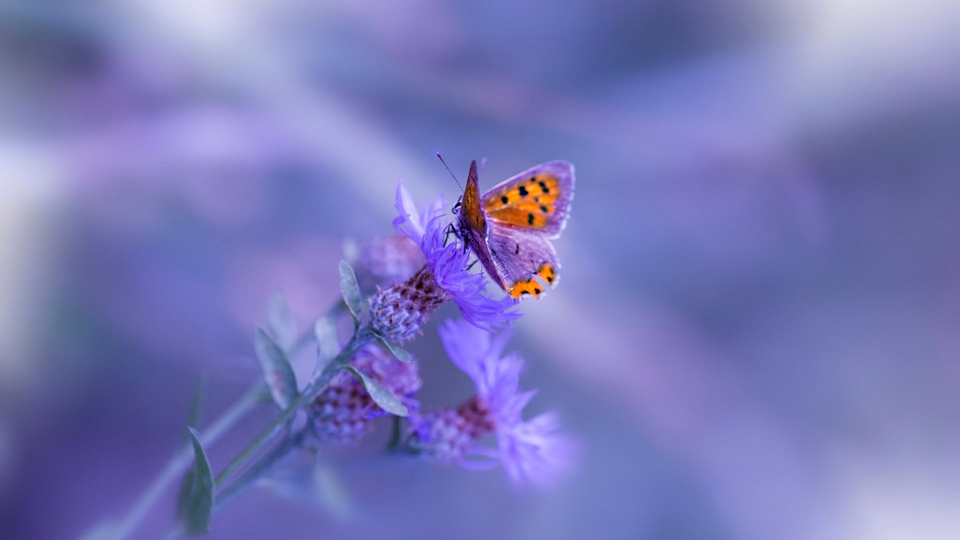 国足阵型灵活性及应用研究,中国足球阵型