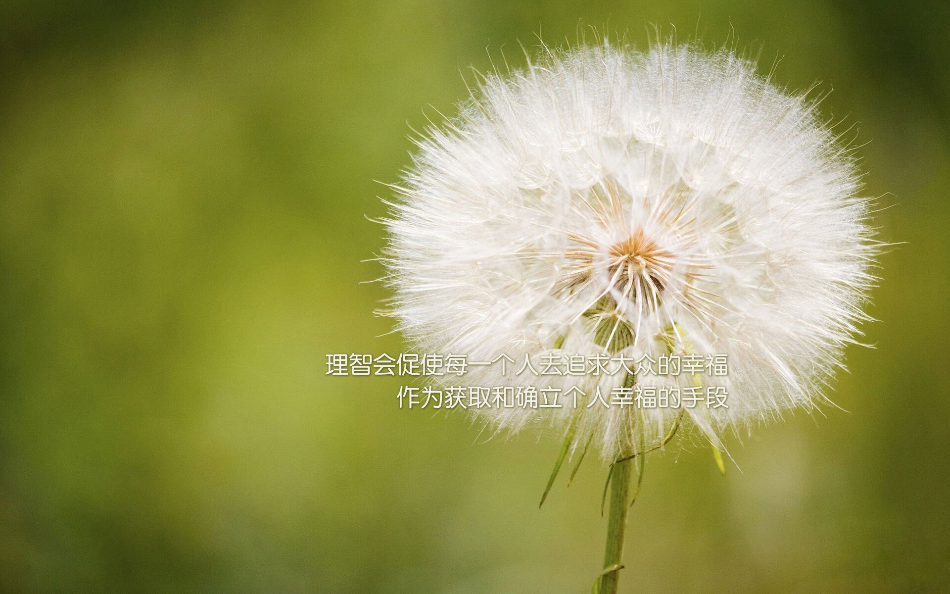 竞技与娱乐：多元化发展推动足球持续火热，竞技体育 足球