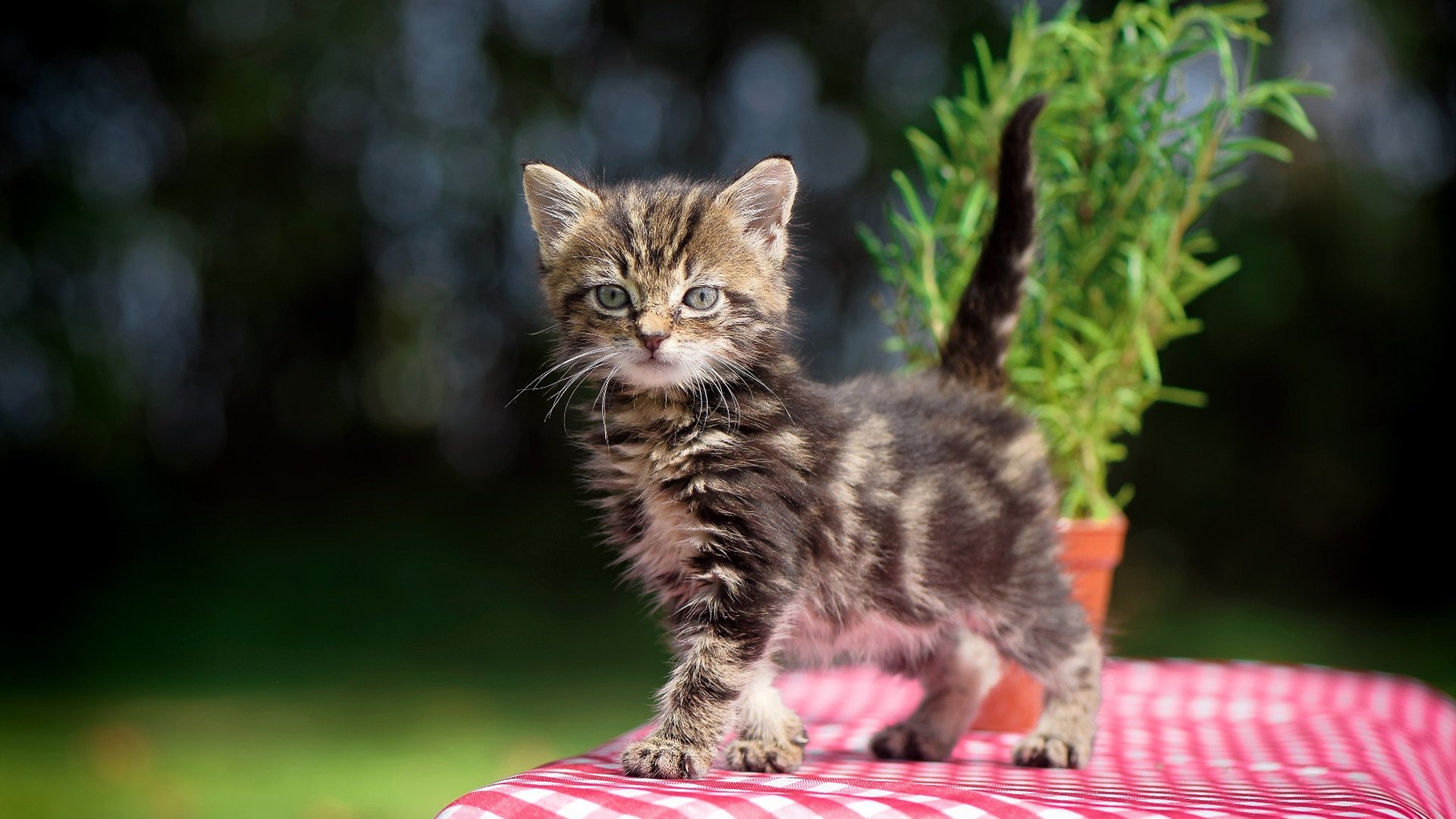 篮球专项体能训练周期规划及实施策略，篮球项目体能训练计划