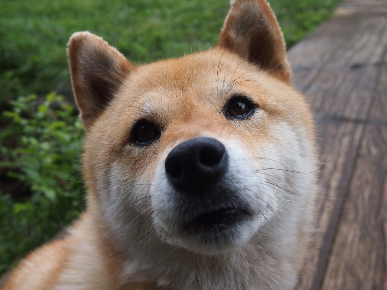 篮球运动员专项技能动作视频资源开发与教学应用，篮球技能展示视频