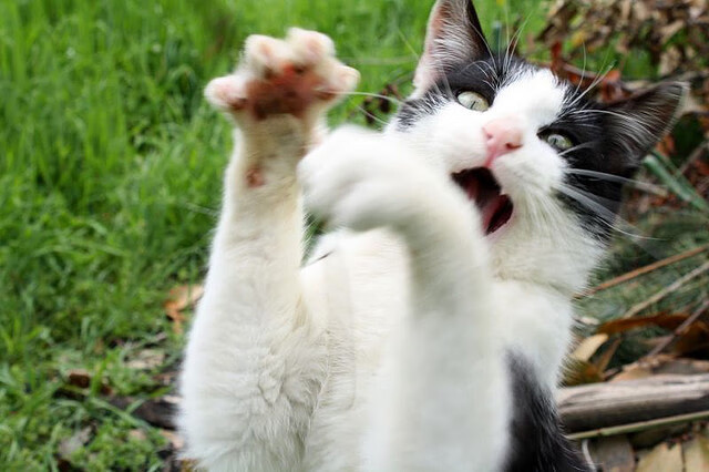 压哨进攻中节奏掌握的重要性解析,压哨进场什么意思