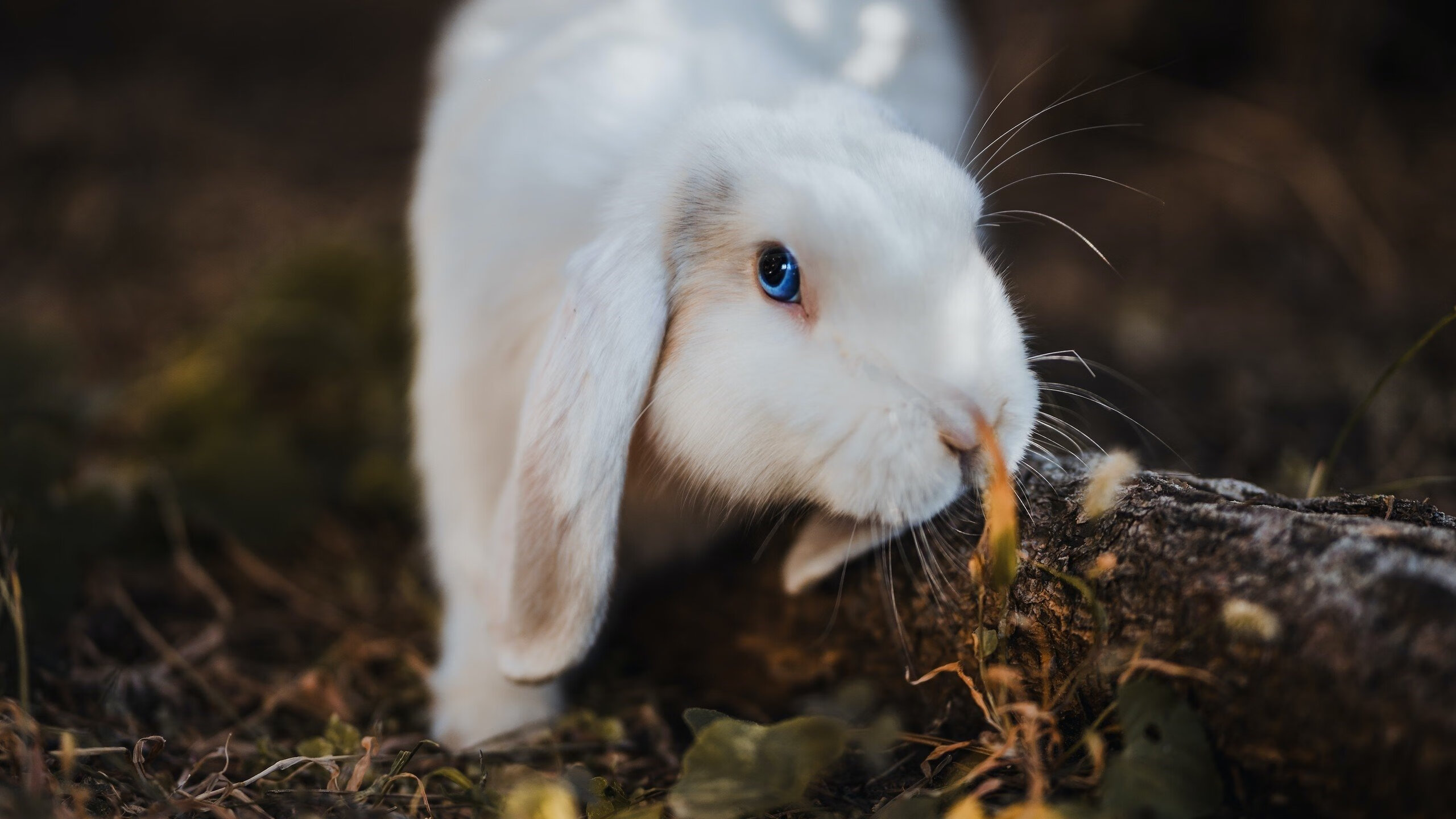 外界高度关注本周焦点战媒体预测比分观点出现两极分化