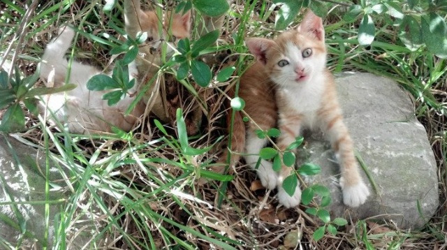 巴尔：他的防守反应速度和精准传球能力让全黑队进攻更具威胁，巴尔什么