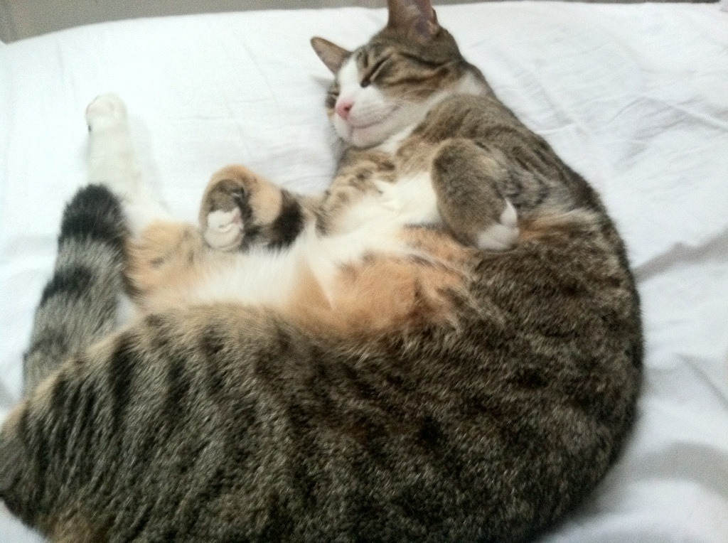 德甲闪耀全场：流畅节奏、大开大合，德甲节奏快