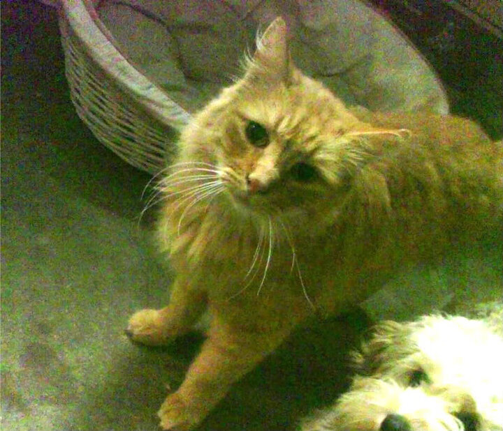 九游娱乐-男子篮球国家队加入速度与敏捷性训练提升转化效率，男子篮球国家队排名